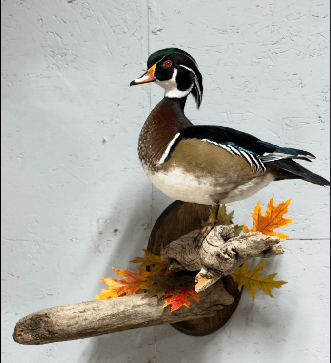 Taxidermy workshop