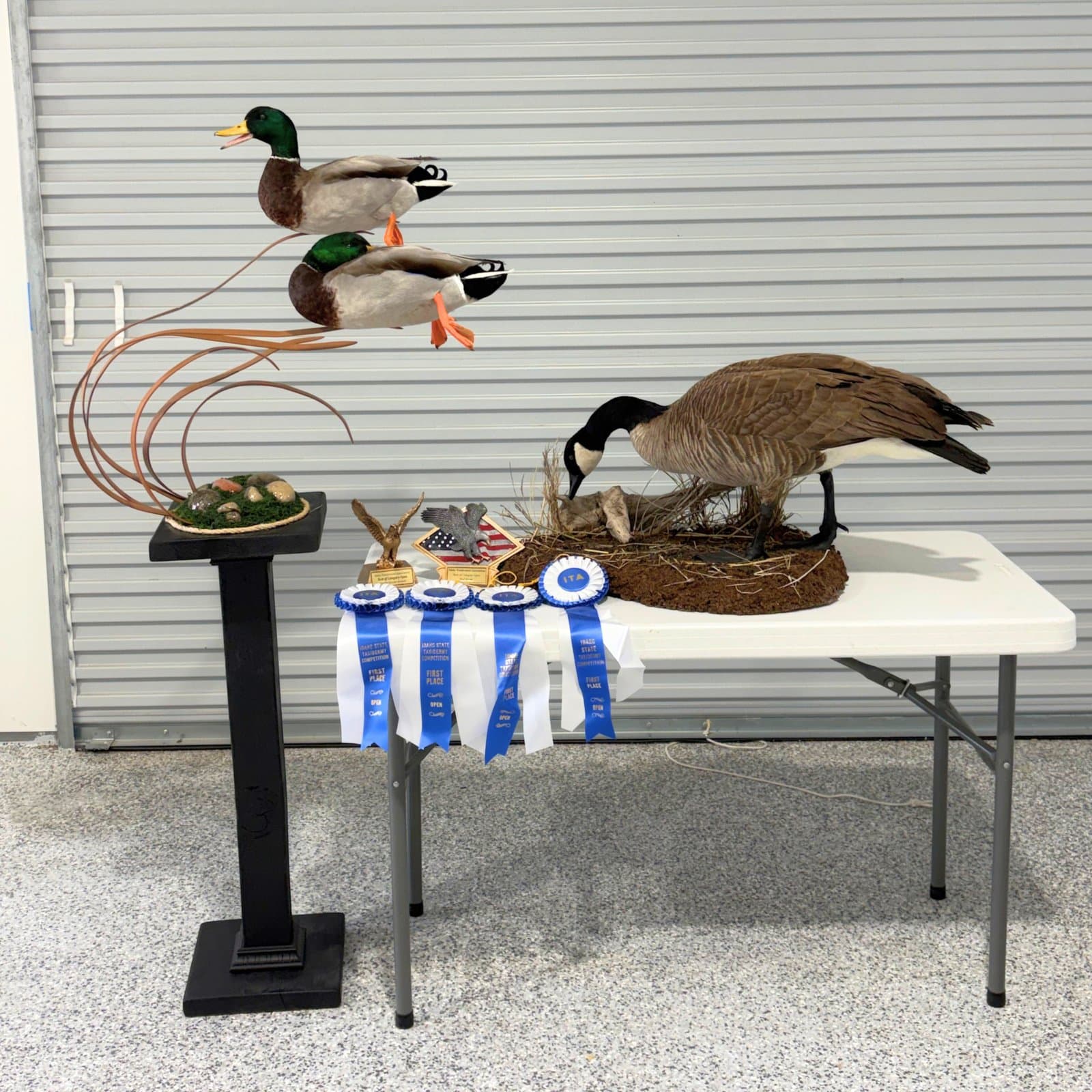 Award-winning waterfowl mounts on display