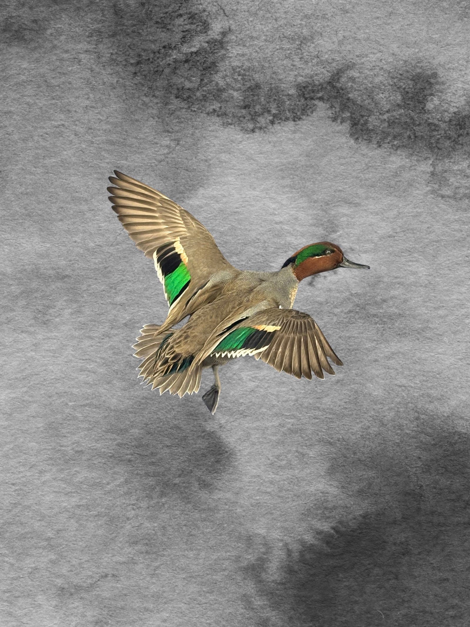 Green-winged Teal taxidermy mount — Landing pose