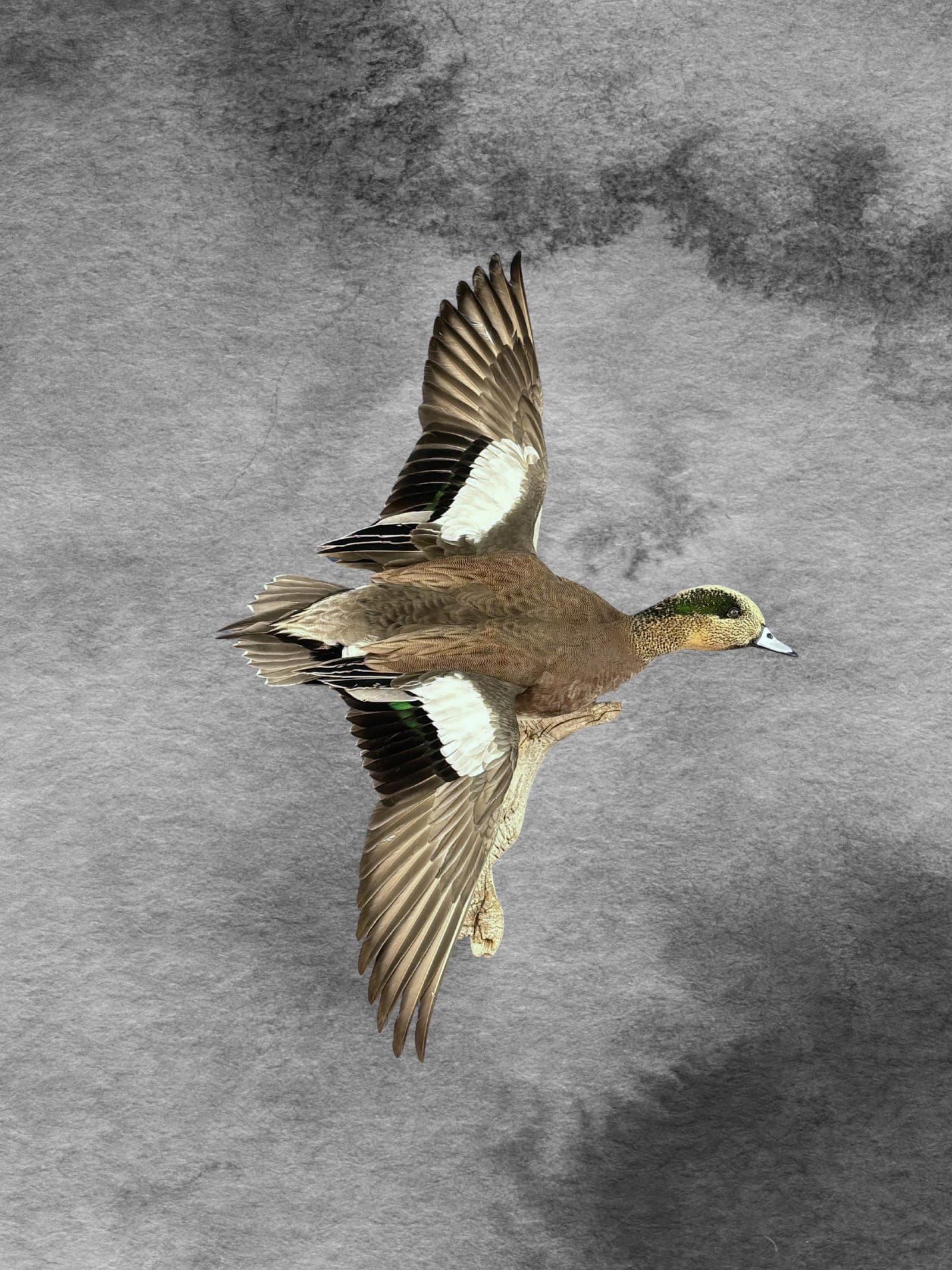 American Wigeon taxidermy mount — Flying pose mounted on a driftwood branch