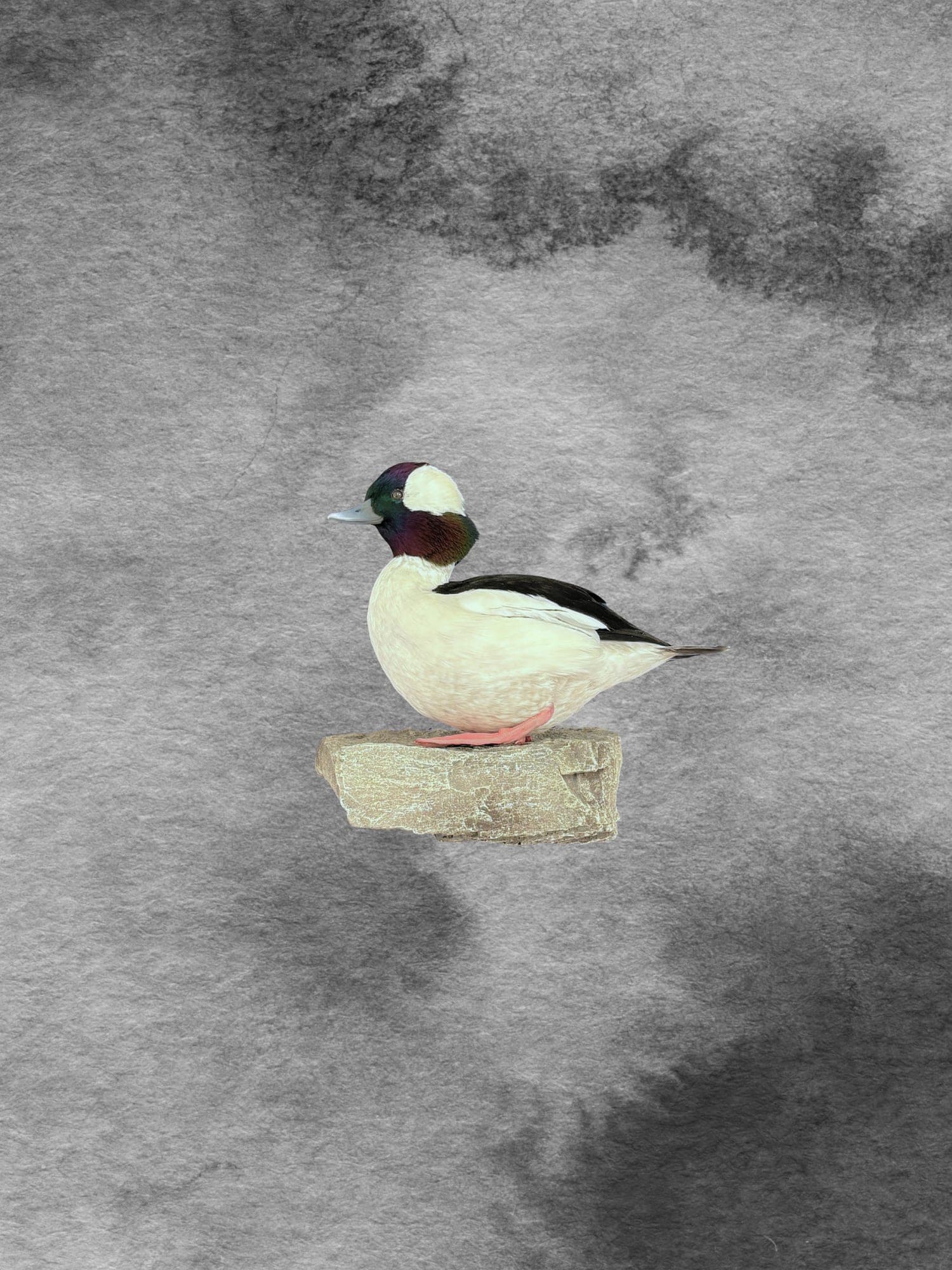 Bufflehead