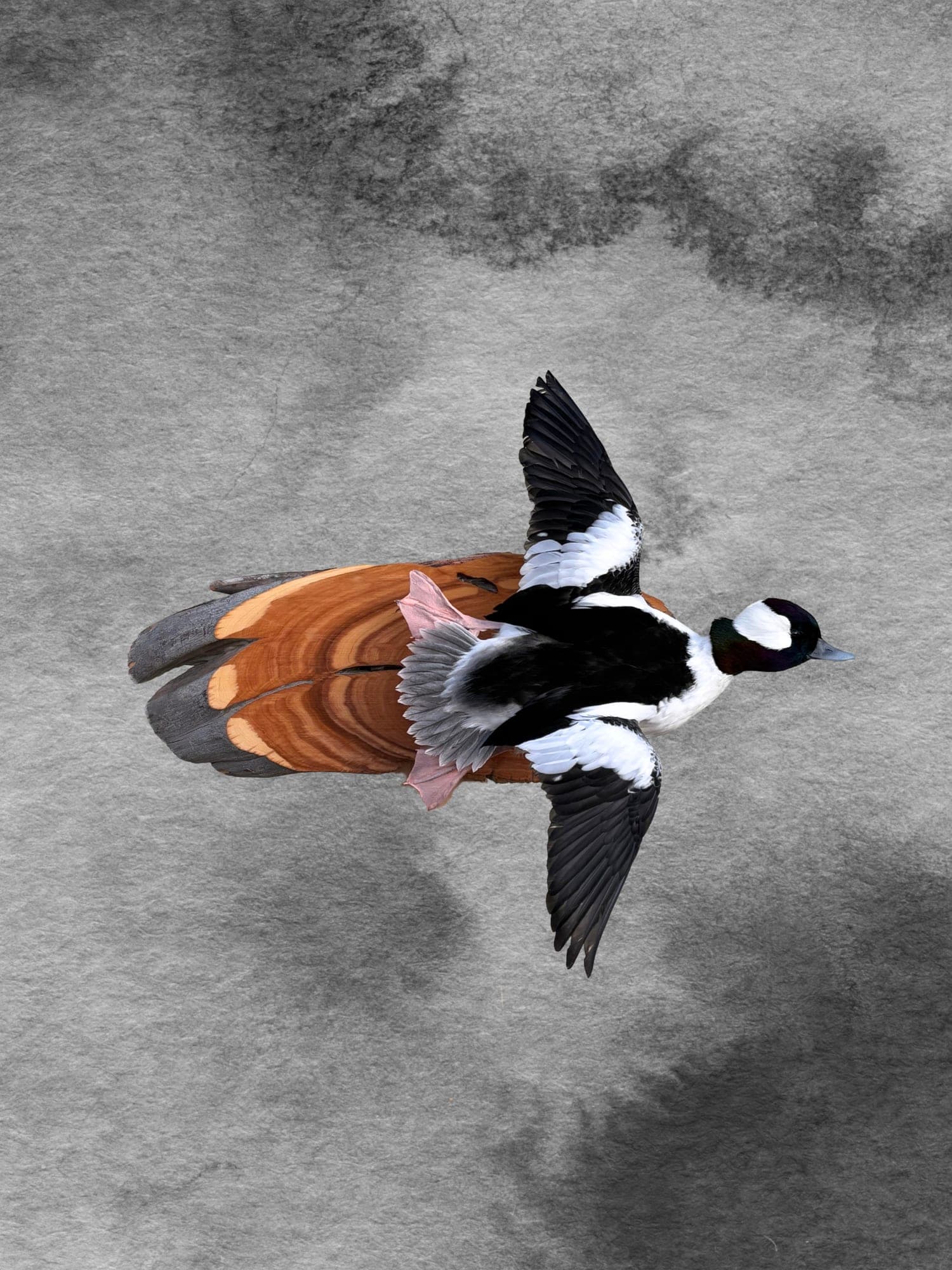 Bufflehead mount on cross-cut wood slab