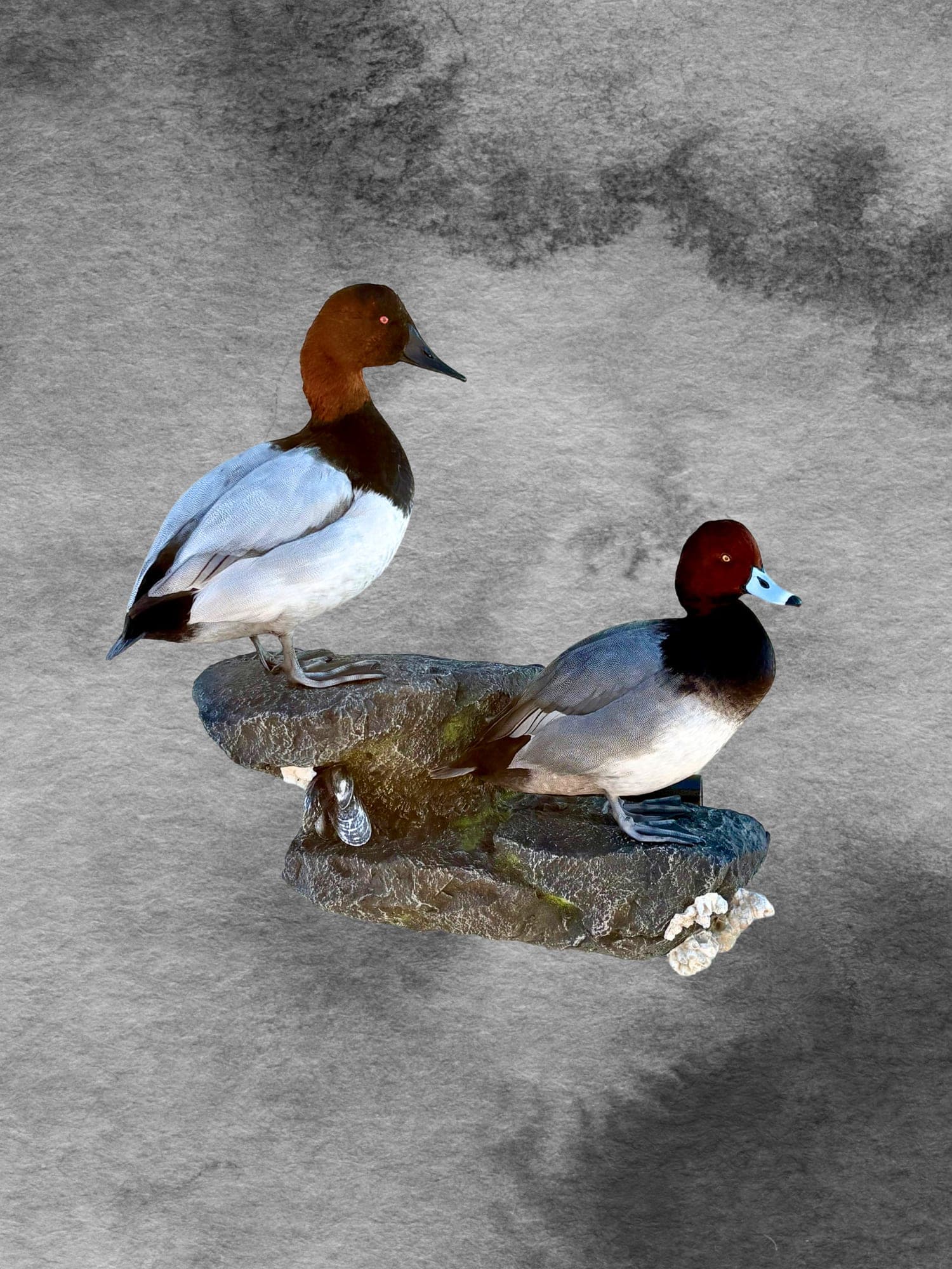 Canvasback and redhead diver duck pair mount