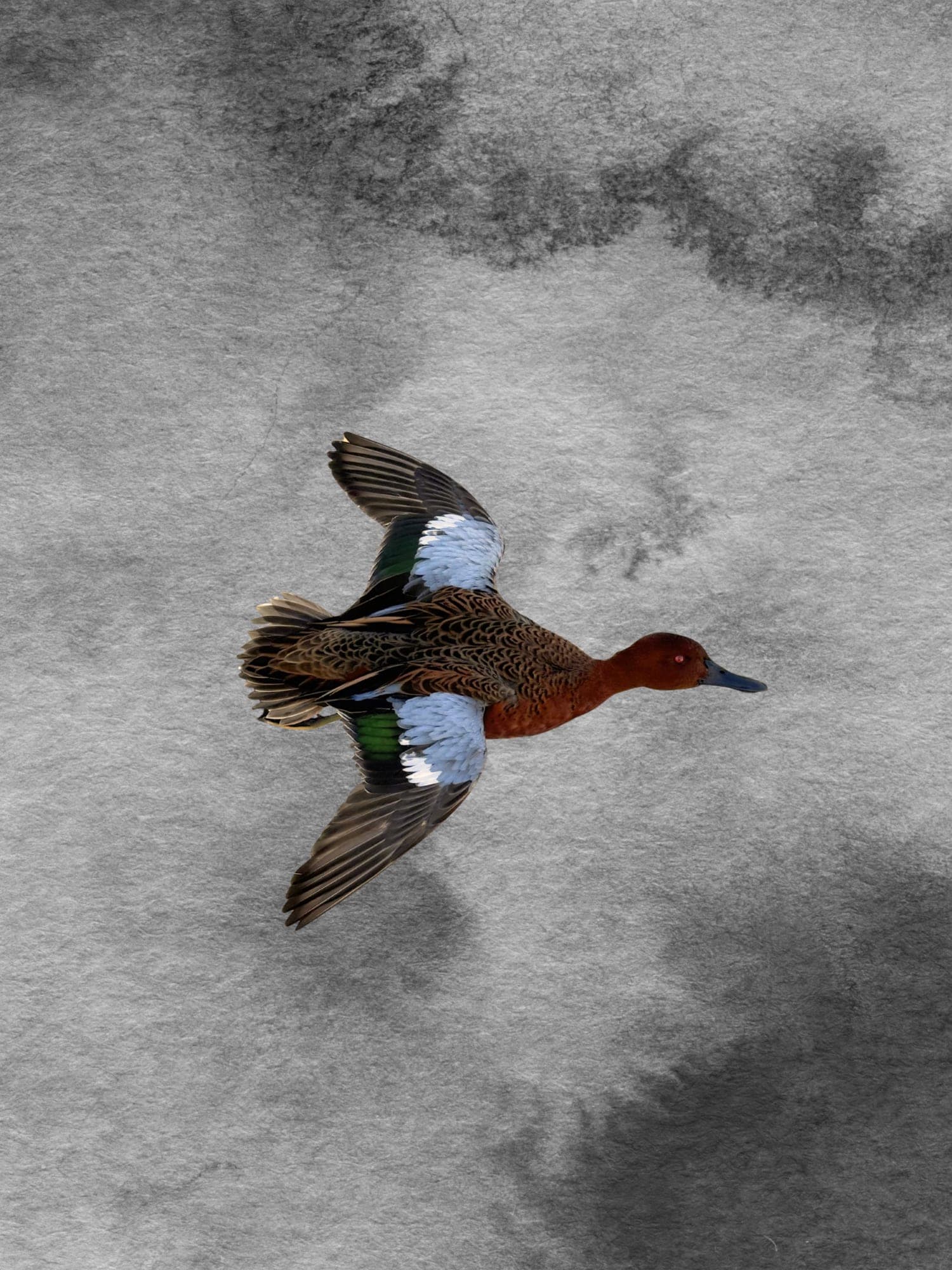 Cinnamon teal flying mount