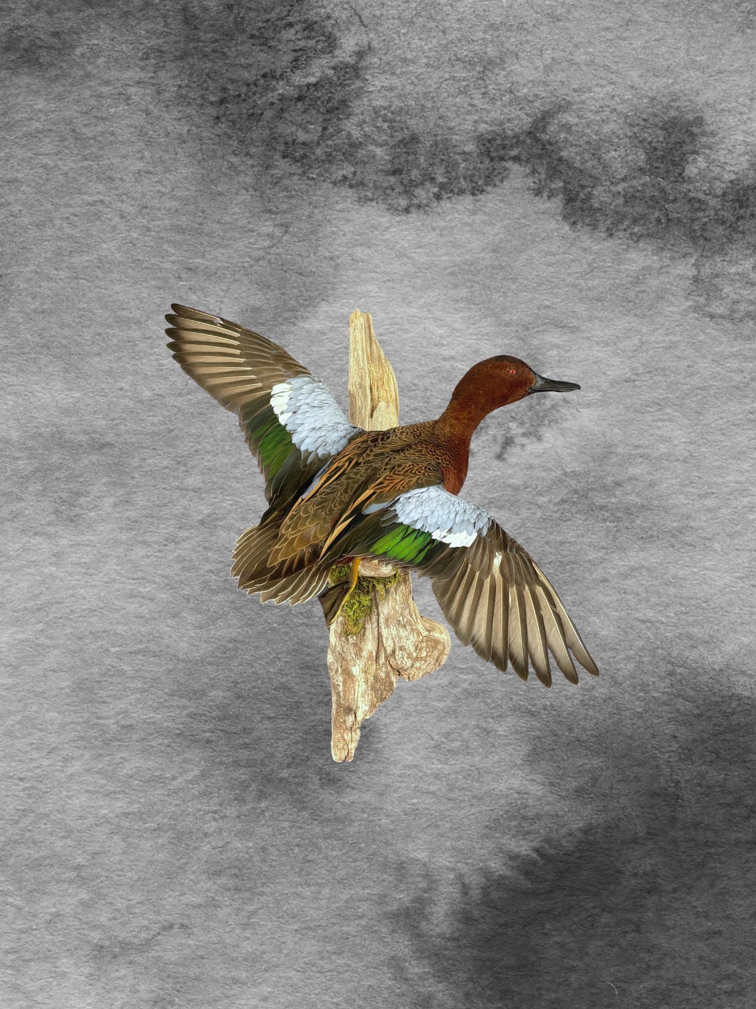 Cinnamon Teal