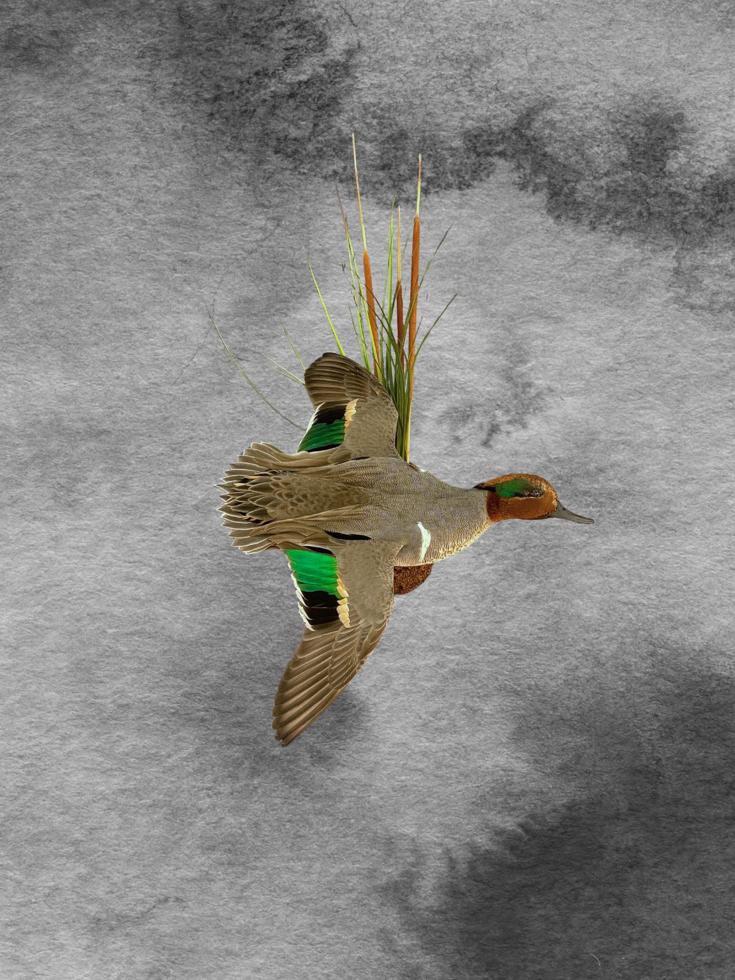 Green-winged Teal