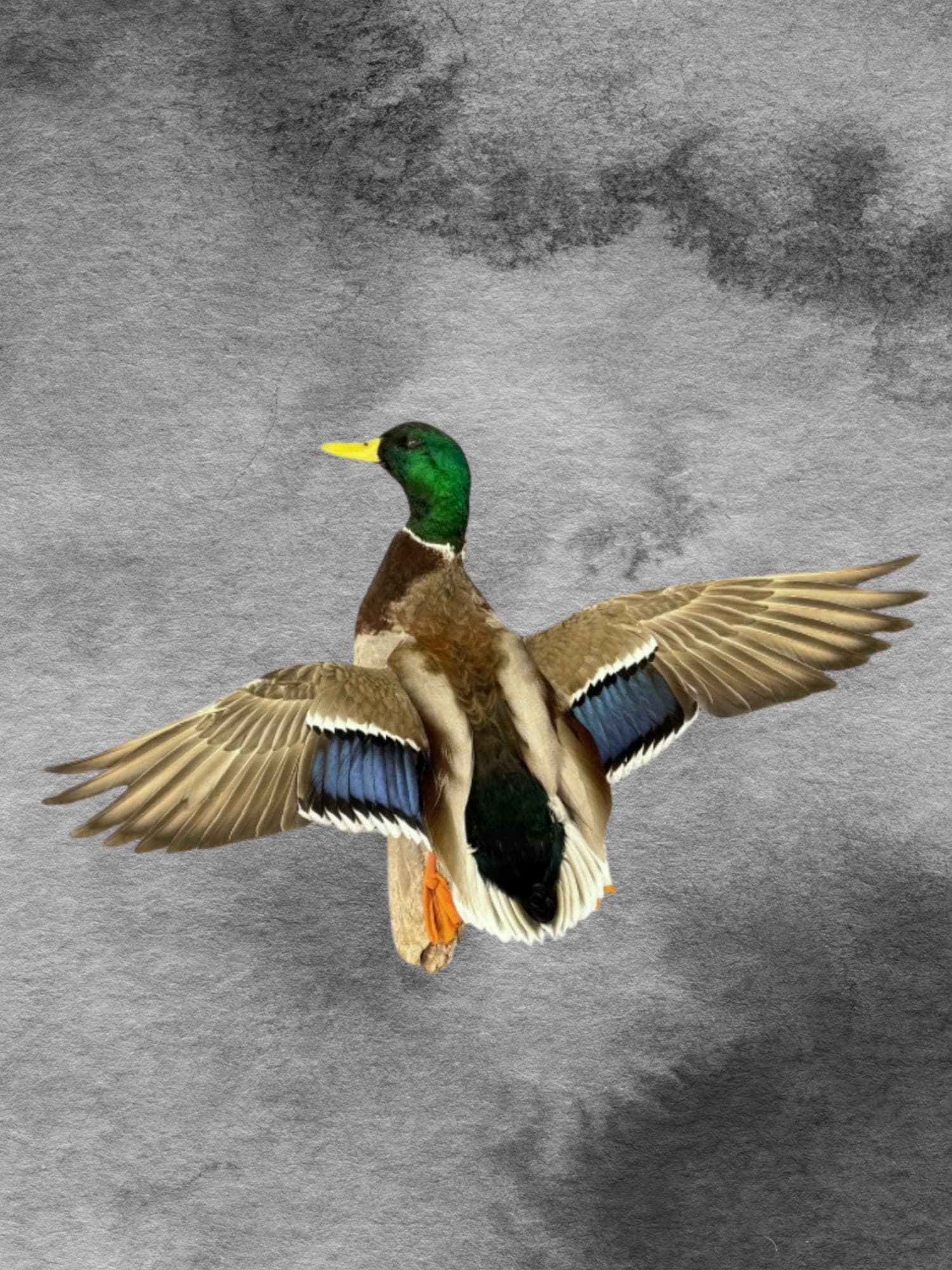 Mallard