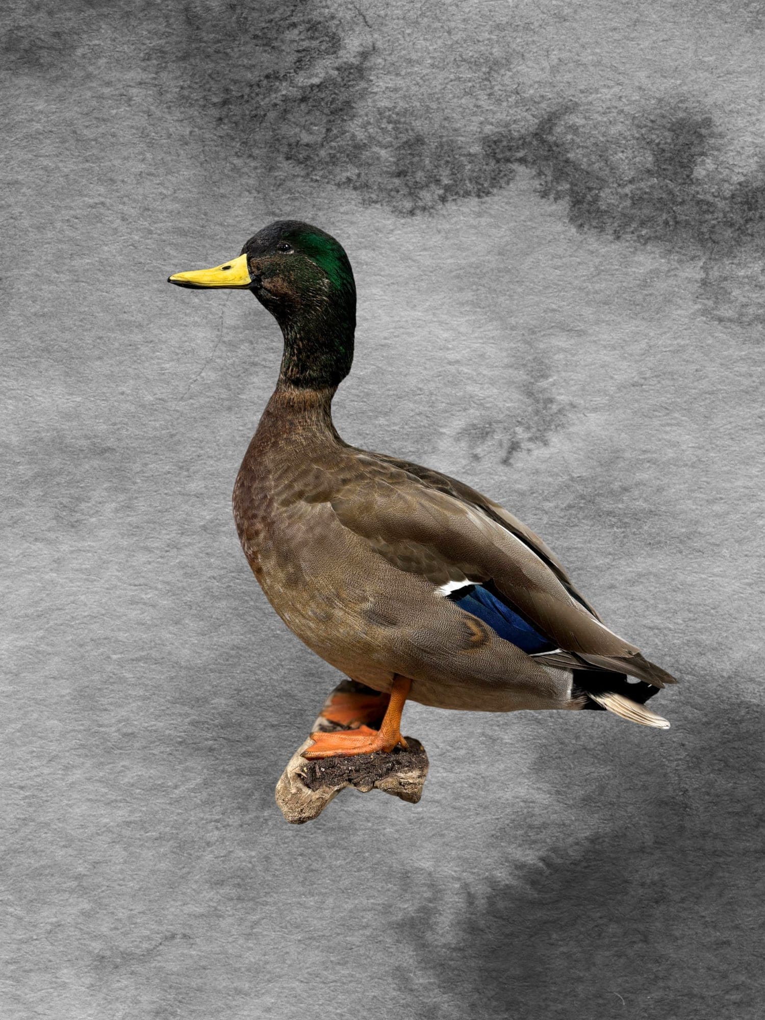 Mallard