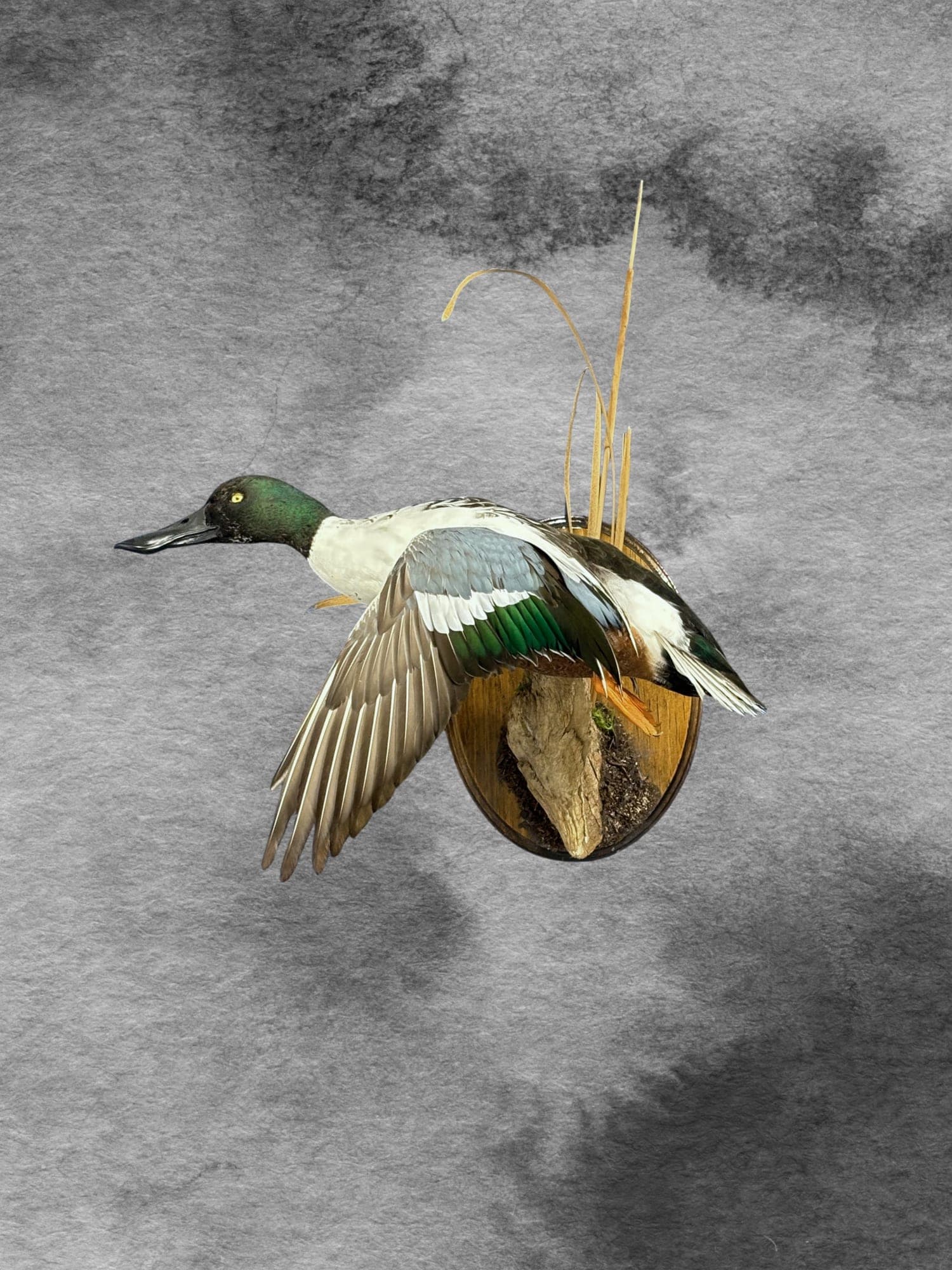 Northern Shoveler