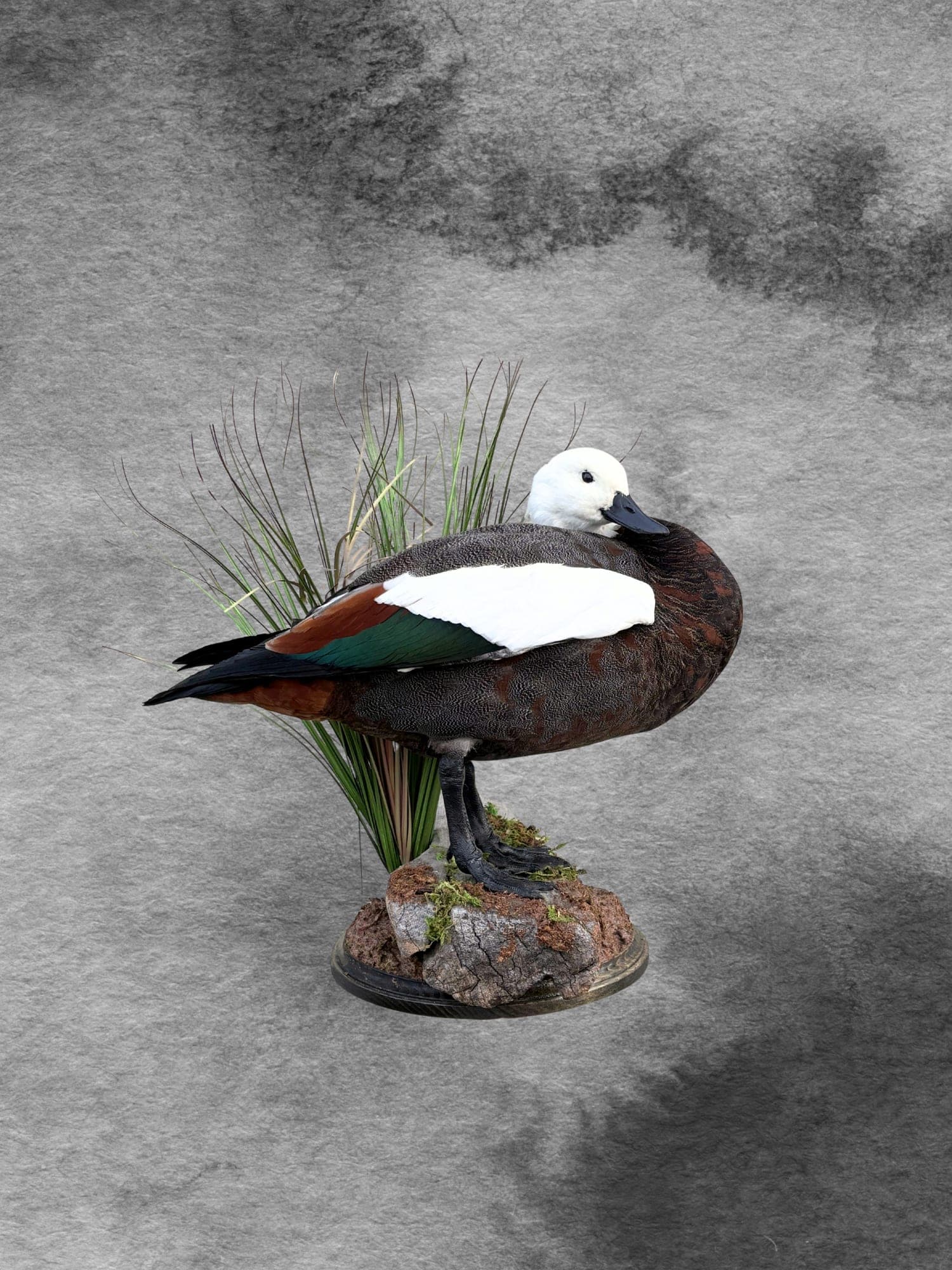 Paradise Shelduck