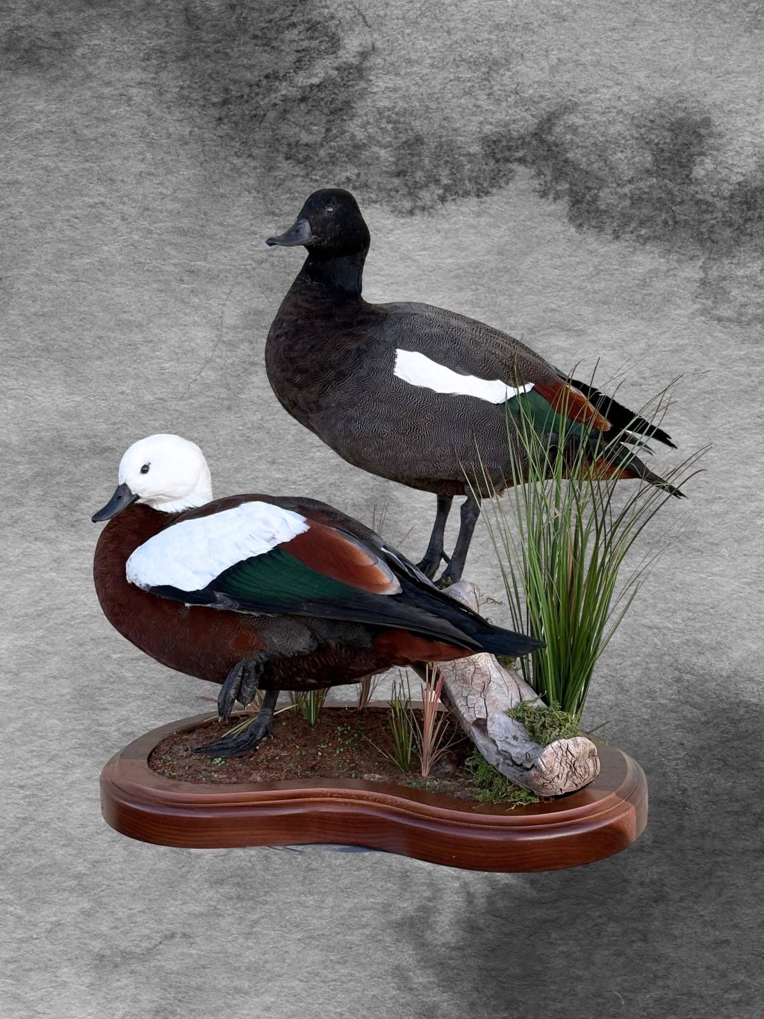 Paradise Shelduck Pair