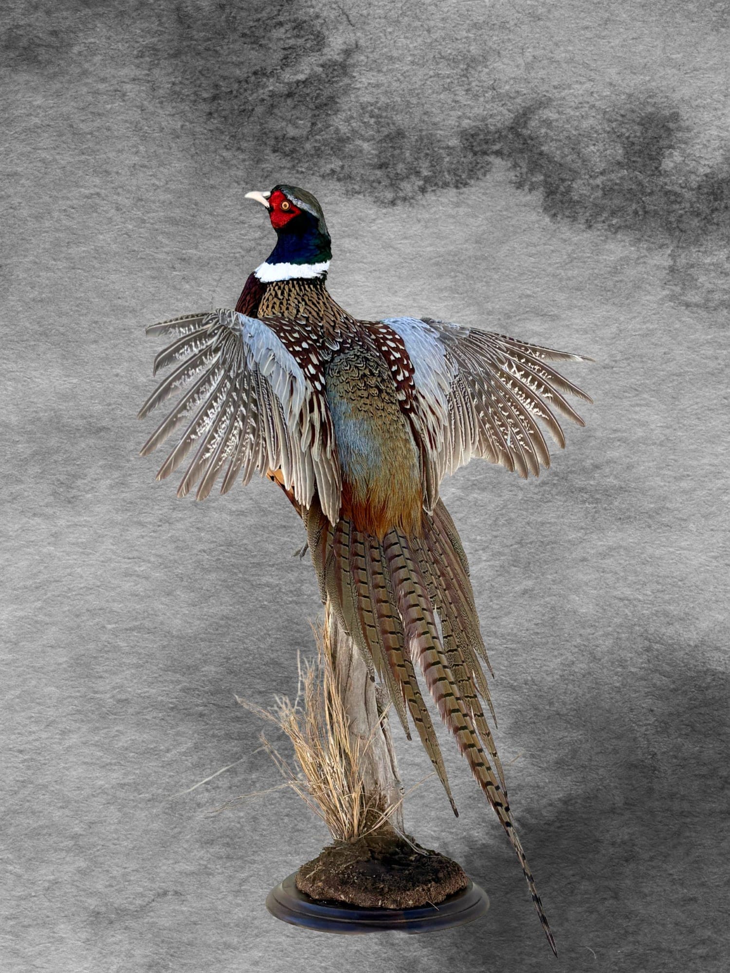 Ring-necked pheasant taxidermy mount, wings spread