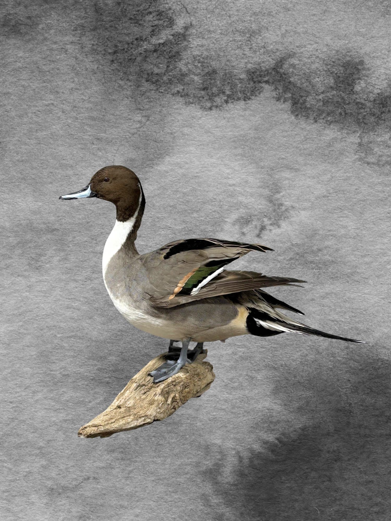 Northern Pintail
