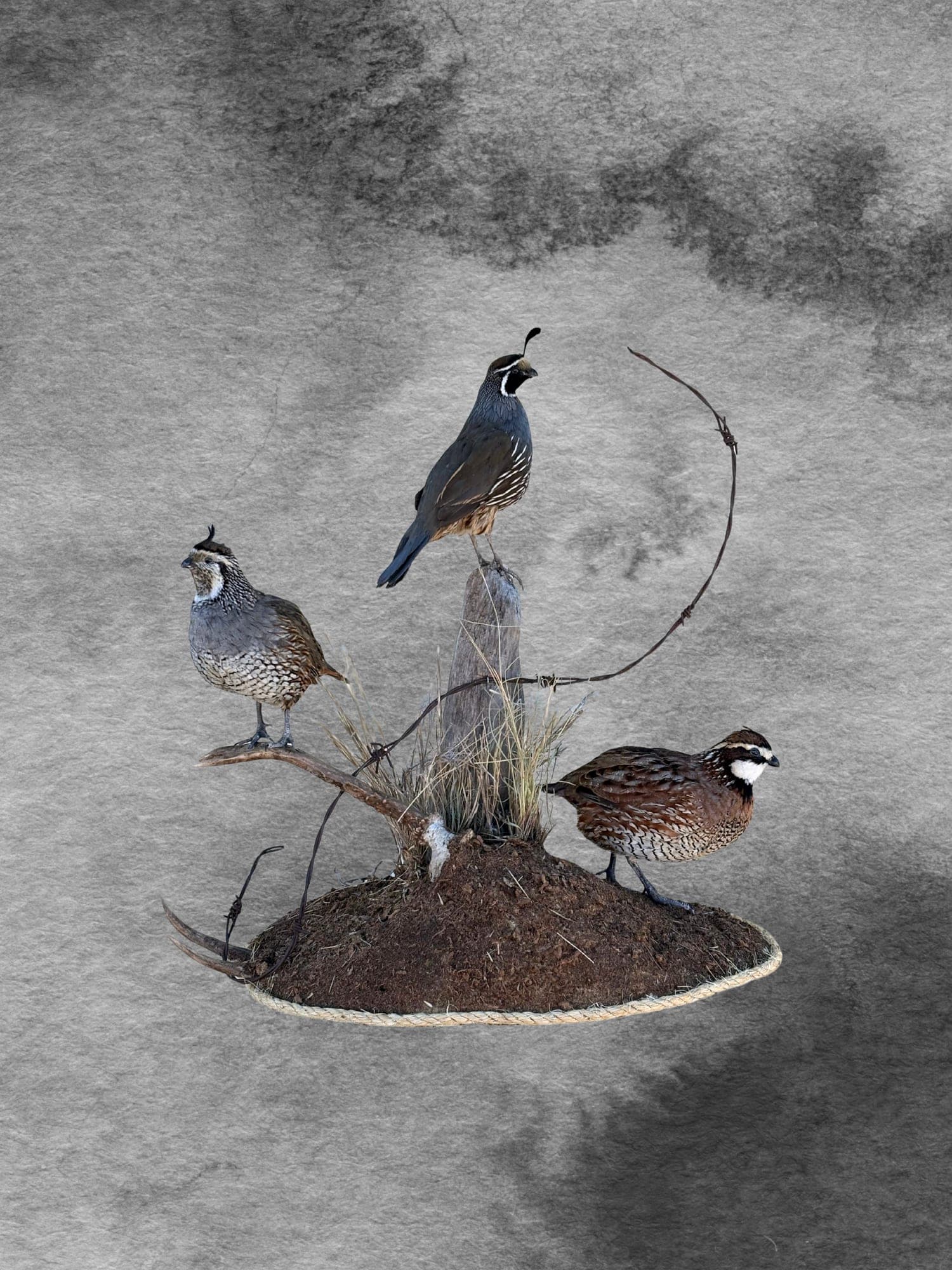Quail trio habitat display