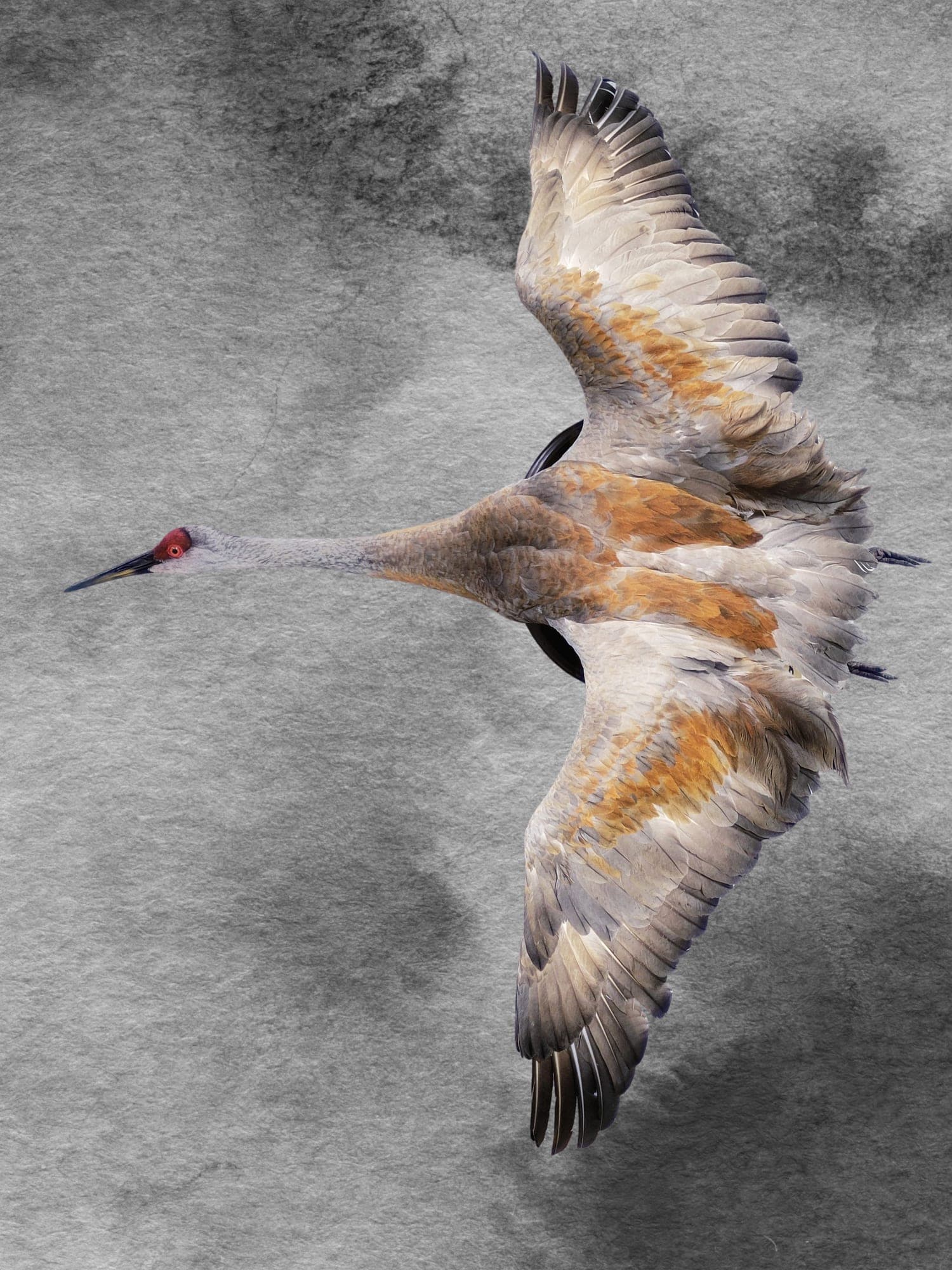 Sandhill crane flight mount
