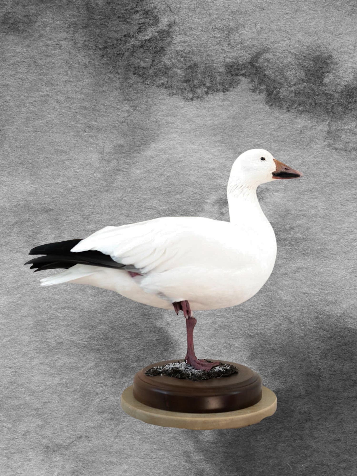 Snow goose standing mount