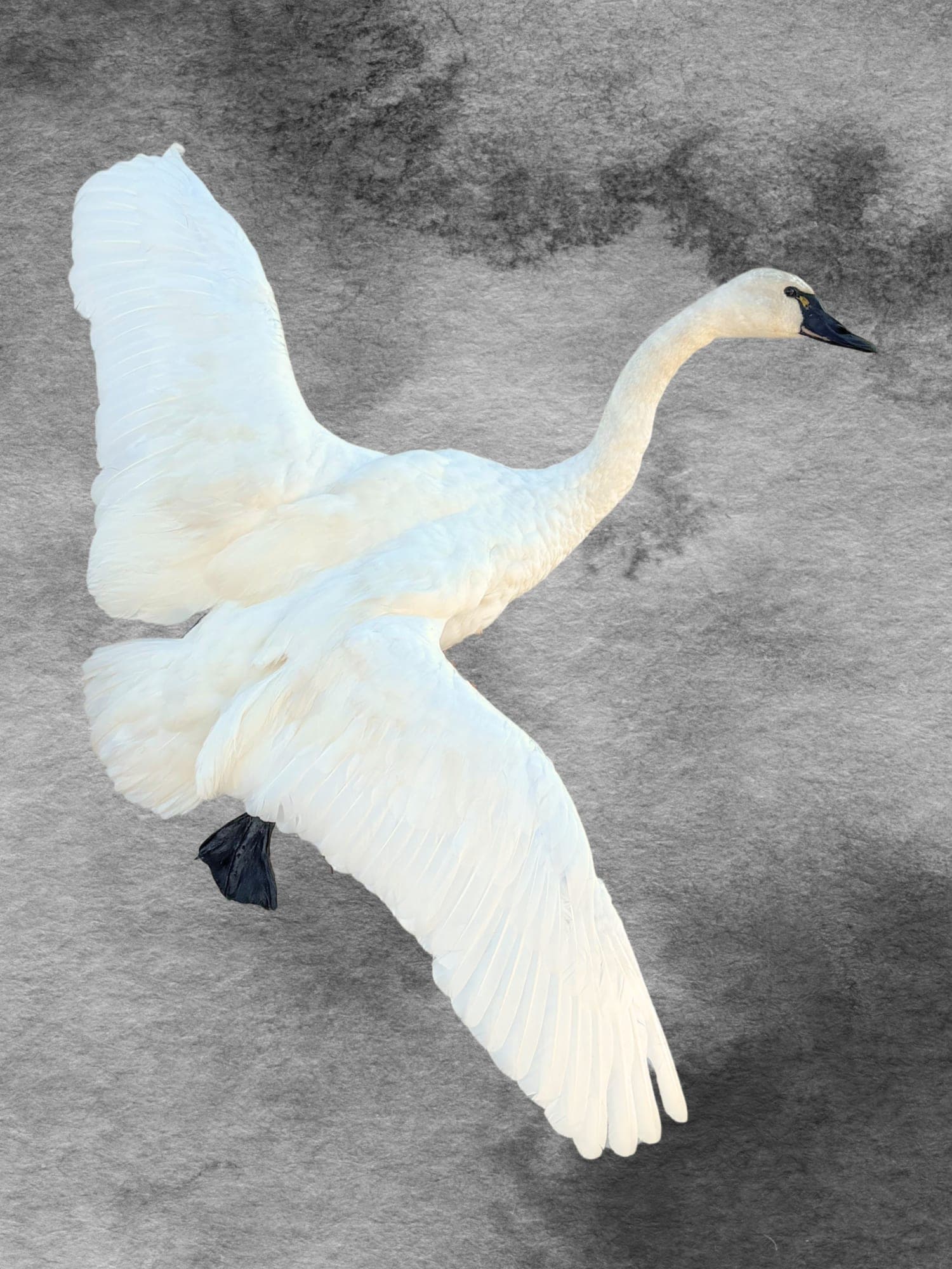 Trumpeter swan taxidermy mount, full flight pose