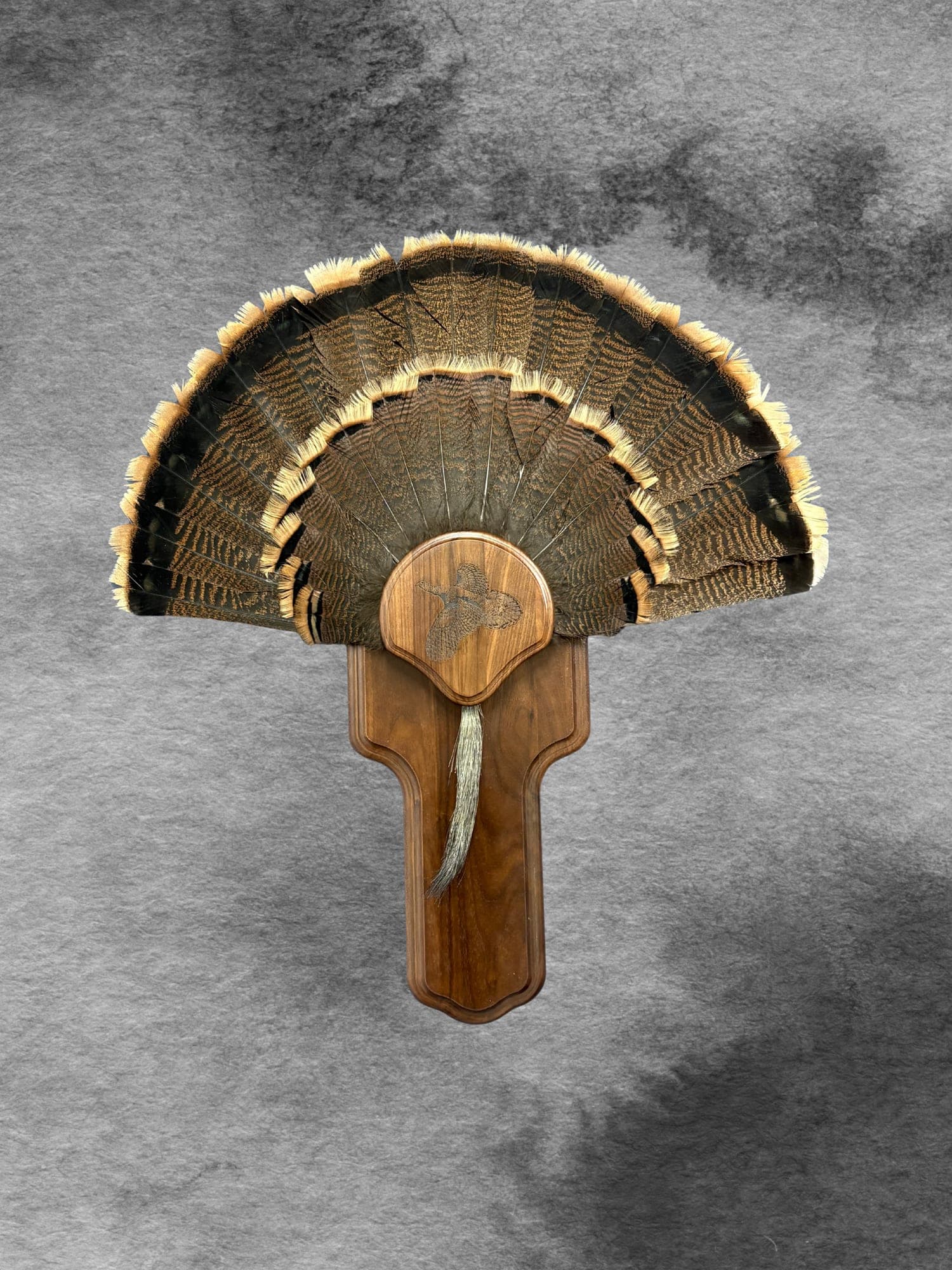 Wild Turkey Fan