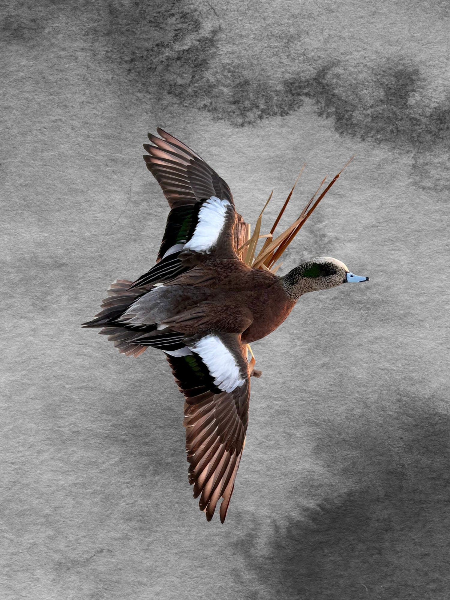 American Wigeon