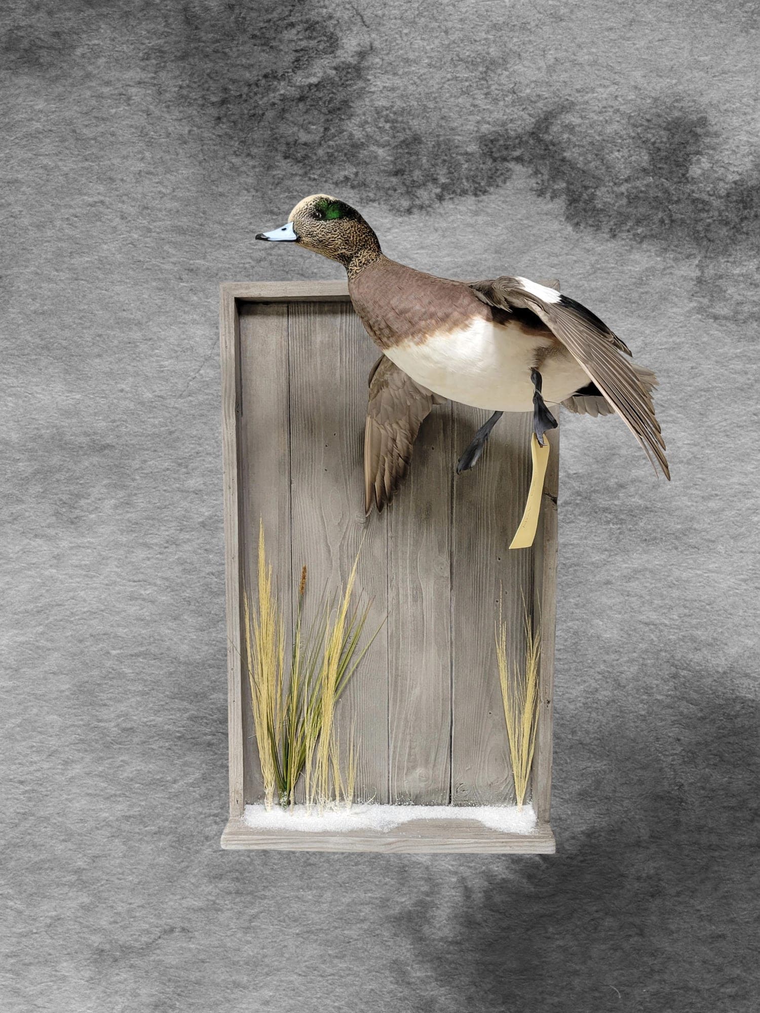 American Wigeon