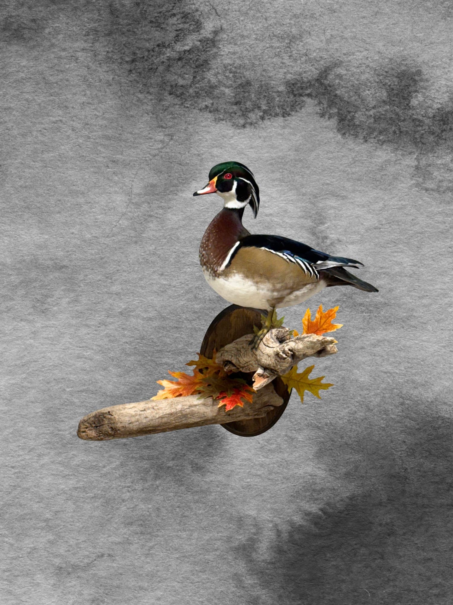 Wood duck mount with autumn leaves