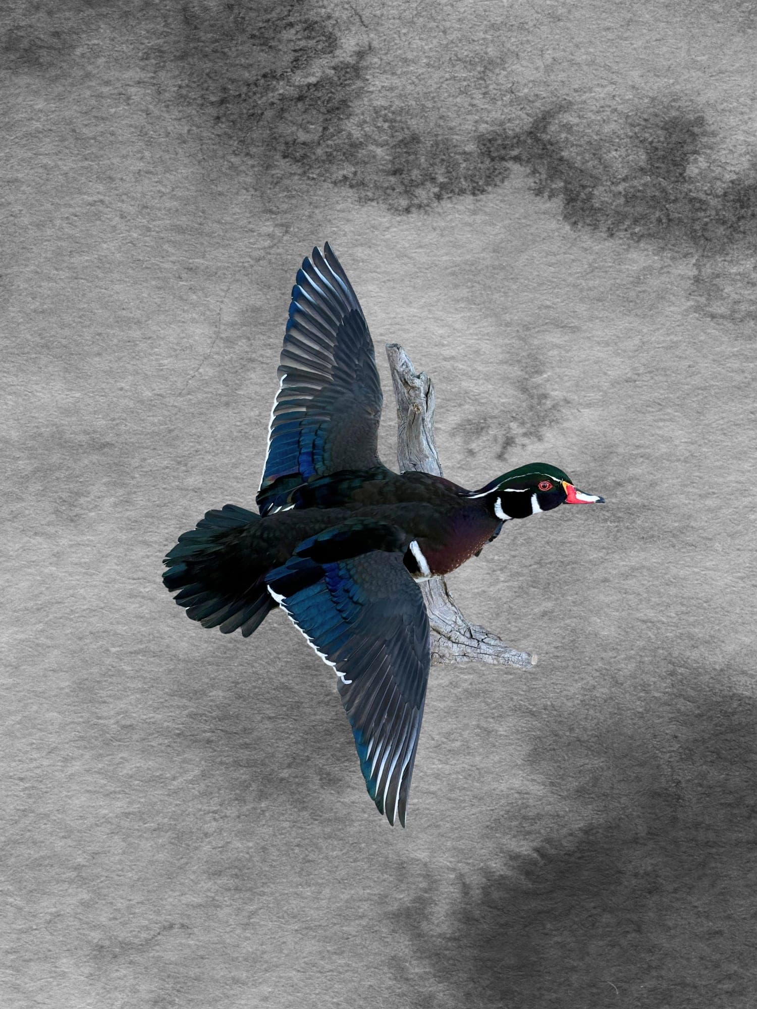 Wood duck taxidermy mount, wings spread